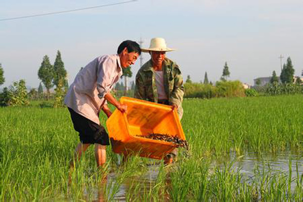 稻田泥鳅养殖加盟