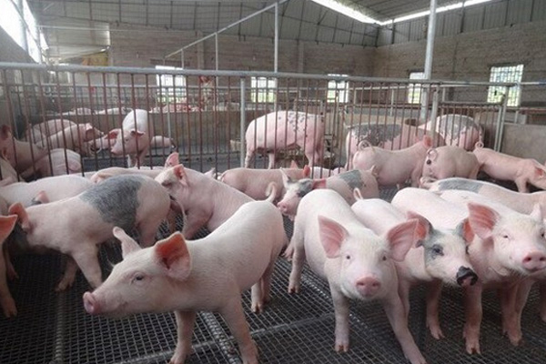 生猪养殖加盟