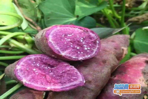 紫薯种植加盟费