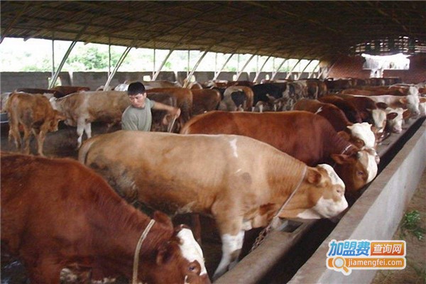 西门塔尔牛养殖加盟费