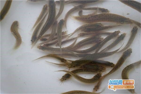 海川农业泥鳅养殖加盟费