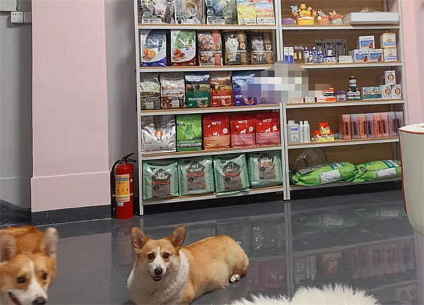 上海宠物店加盟费