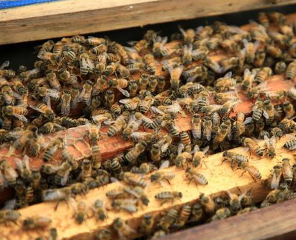 蜜蜂养殖加盟费