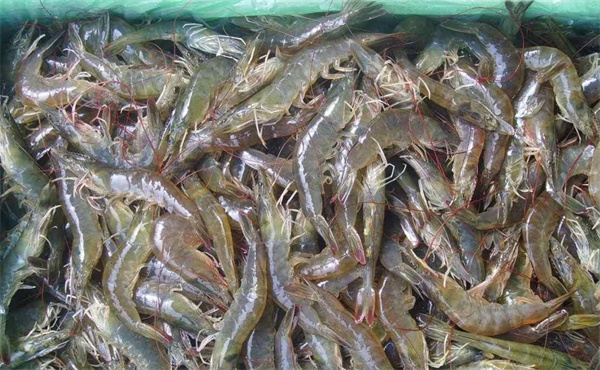 南美白对虾养殖加盟费