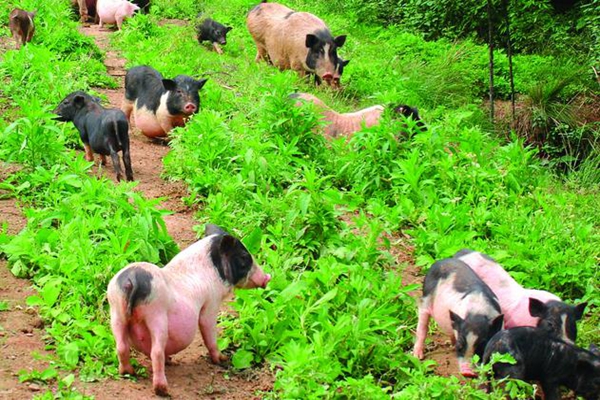 香猪养殖加盟费