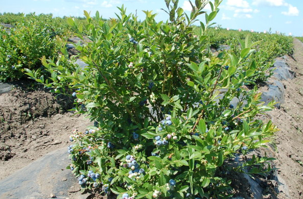 蓝莓种植加盟