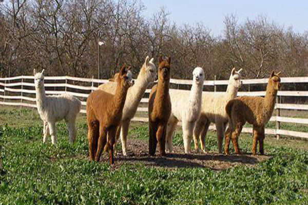 羊驼养殖加盟