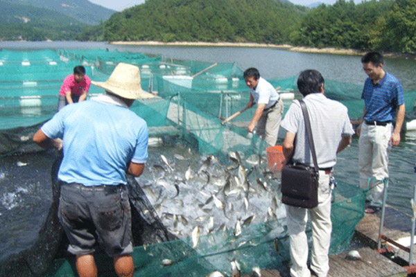 桂鱼养殖加盟