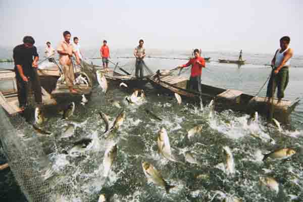鳜鱼养殖加盟