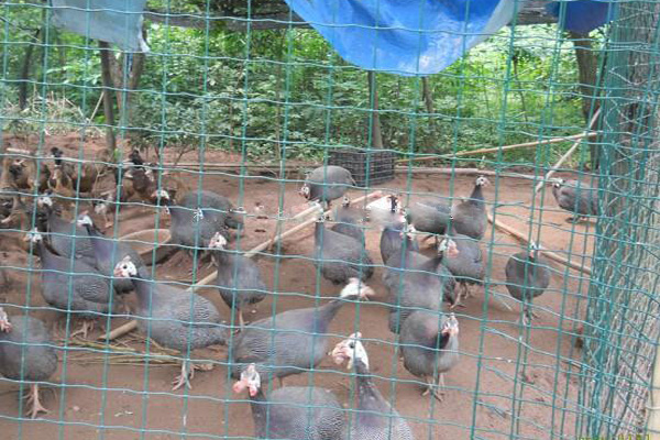 [鹊山鸡养殖视频]鹊山鸡养殖加盟费是多少？32.2万元找准致富方向！