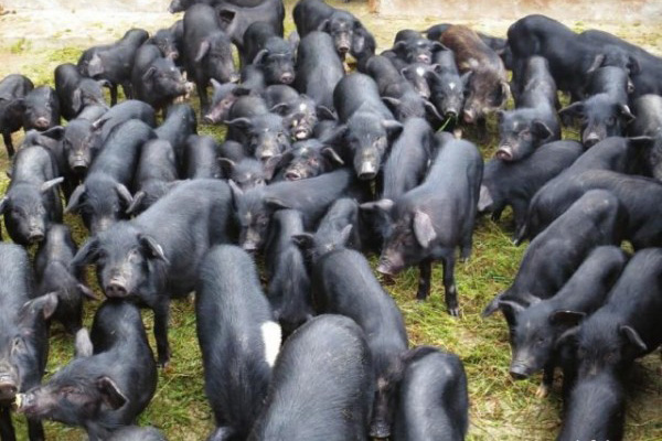 黑香猪养殖