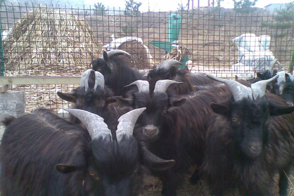 黑山羊养殖加盟