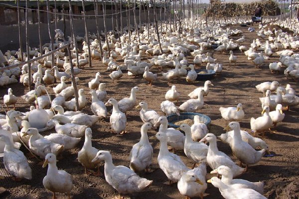 白鹜鸭养殖加盟