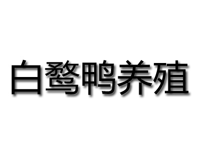 白鹜鸭养殖加盟