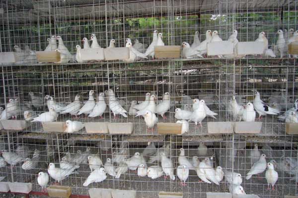 白羽王种鸽养殖