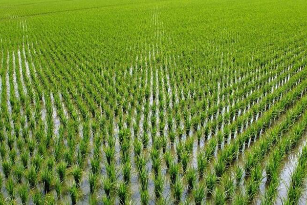 水稻种植加盟