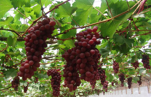 [葡萄种植方法]葡萄种植加盟费是多少？