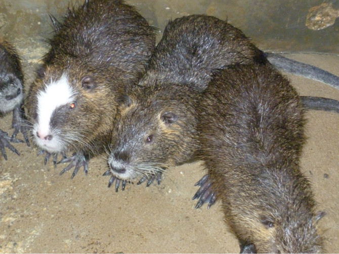 海狸鼠养殖加盟