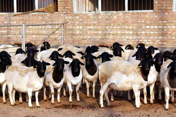 杜泊羊养殖
