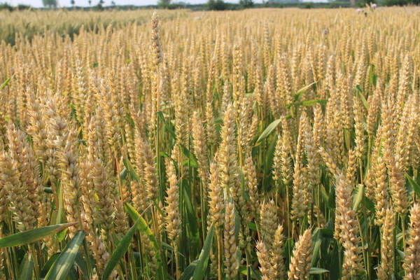 小麦种植加盟