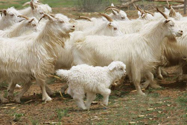 绒山羊养殖加盟费