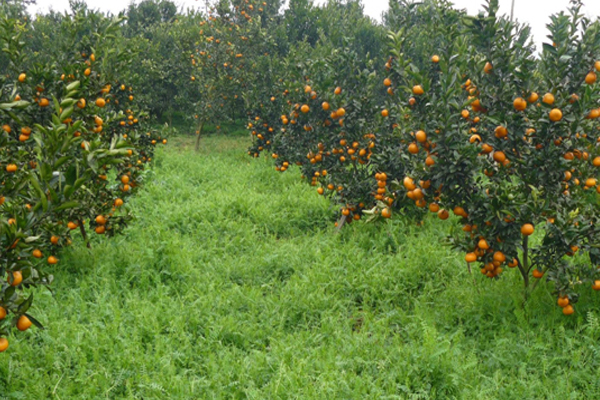 柑橘种植加盟