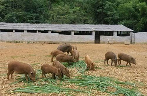 野猪养殖加盟