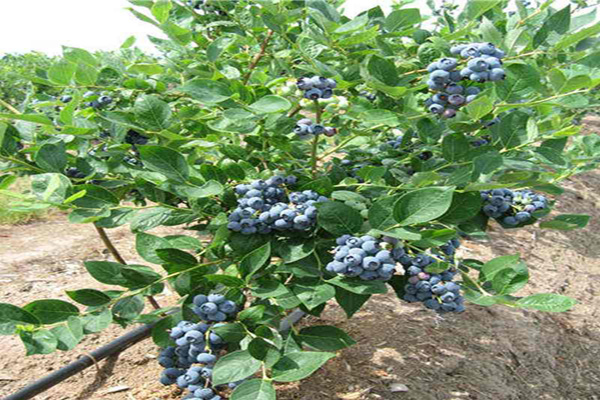 蓝莓苗种植