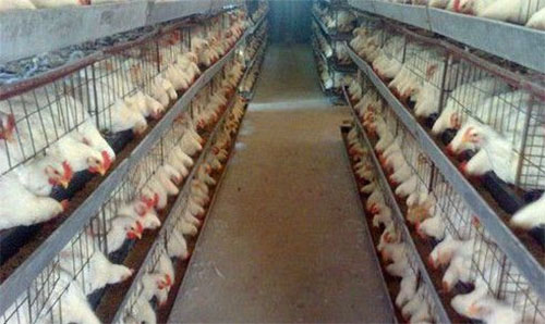 肉鸡养殖场加盟店