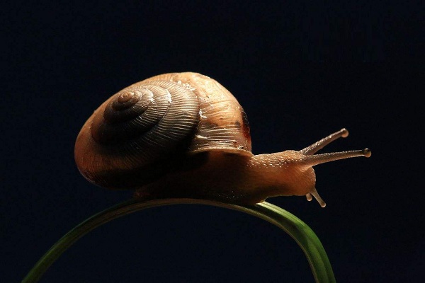 蜗牛养殖加盟