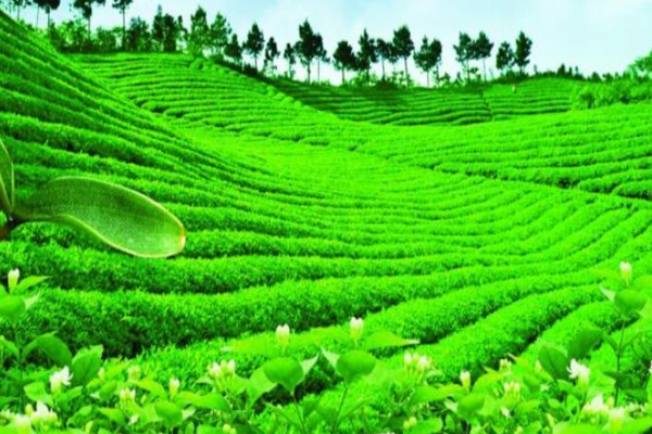 七棵树茶叶加盟门店