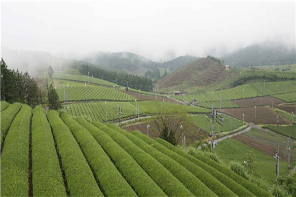 TSUJIRI辻利茶屋加盟