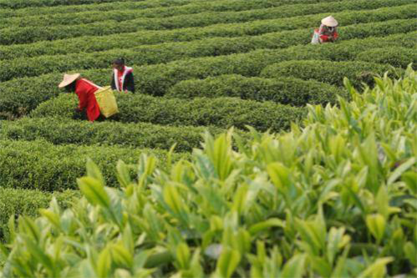 易茶加盟店