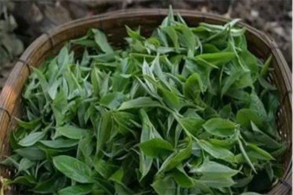 茶树王普洱茶加盟