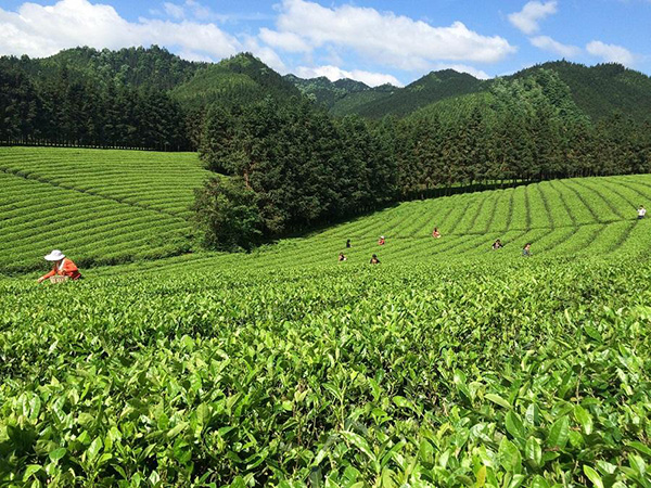 潇湘茶业加盟店