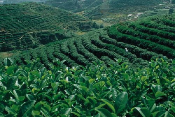 茗露茶业加盟费