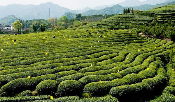九华山茶业加盟店