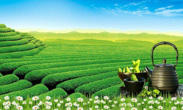 天一堂茶业加盟费