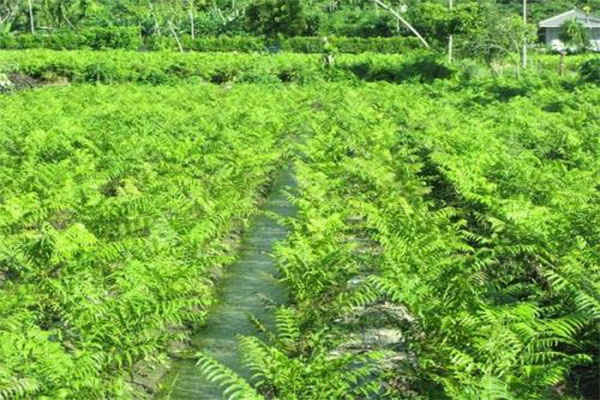 野菜种植基地加盟