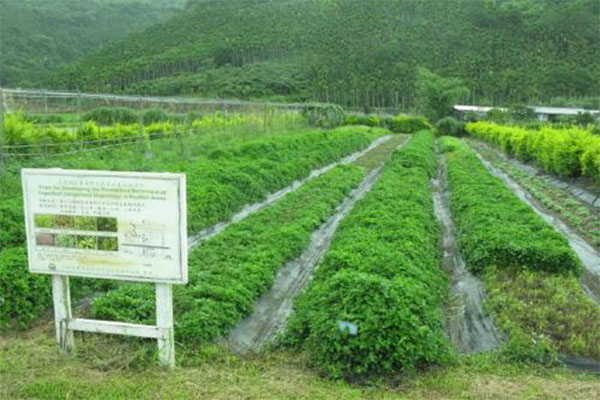 野菜种植基地加盟费