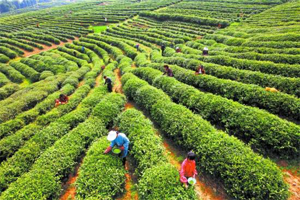 逸神生态茶业加盟