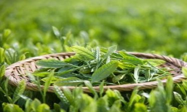 东裕茶业