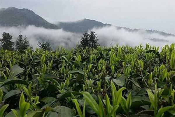 石阡苔茶加盟费