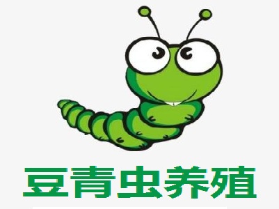 豆青虫养殖加盟费
