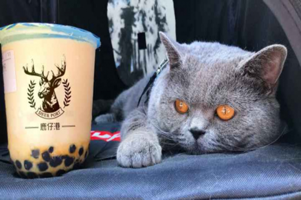 鹿仔港奶茶加盟费