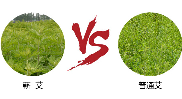 蕲艾堂加盟费