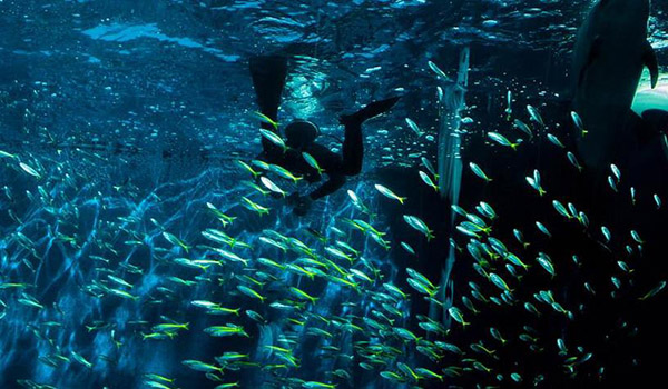 东海龙宫水族馆加盟费