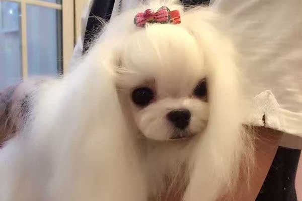 宠物美容加盟