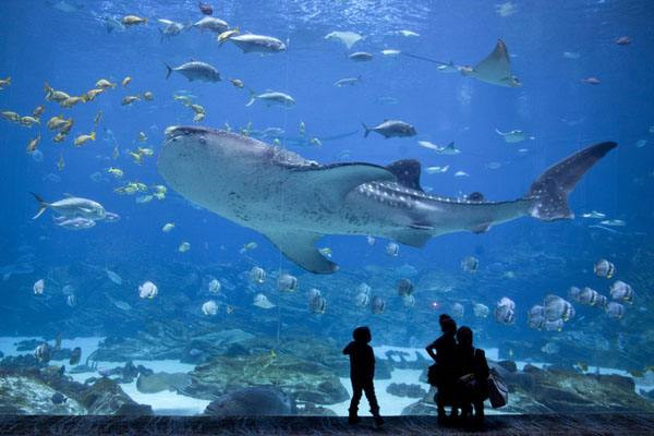 水族馆加盟