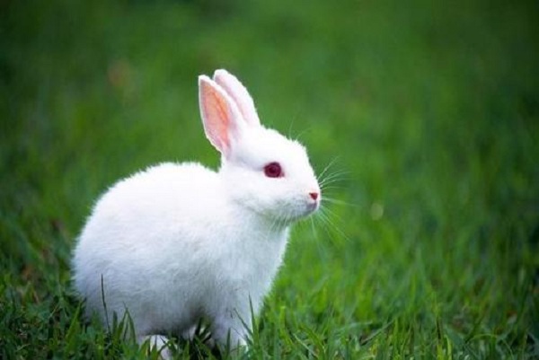 种兔养殖加盟费